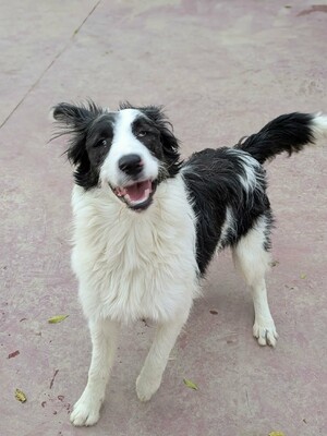 Once, Border Collie-Mix - Rüde