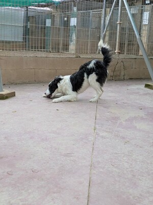 Once, Border Collie-Mix - Rüde