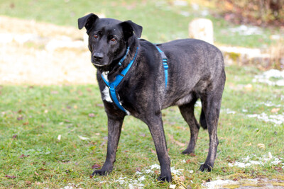 Onyx, Mischling - Rüde