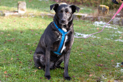 Onyx, Mischling - Rüde