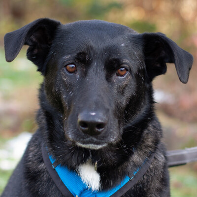 Onyx, Mischling - Rüde