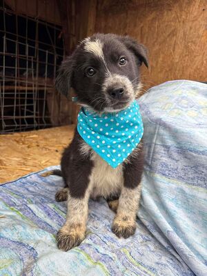 Onyx, Mischling Welpen - Rüde