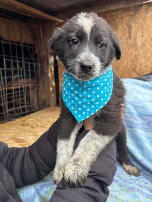 Onyx, Mischling Welpen - Rüde