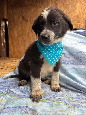 Onyx, Mischling Welpen - Rüde