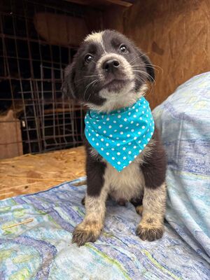 Onyx, Mischling Welpen - Rüde