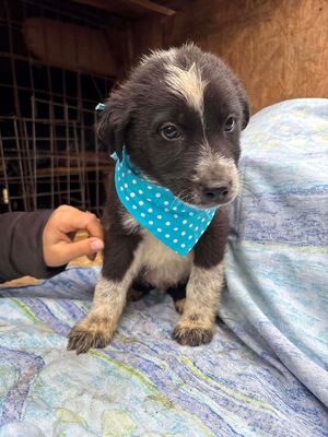 Onyx, Mischling Welpen - Rüde