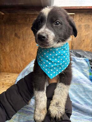 Onyx, Mischling Welpen - Rüde