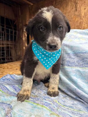 Onyx, Mischling Welpen - Rüde