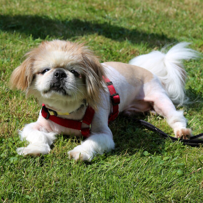 Opi Rocky, Tibet-Spaniel - Rüde