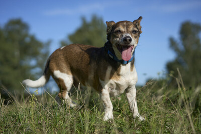 Opi Tyson, Jack Russel - Rüde