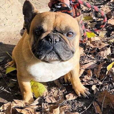 💖😍Opium (Französische Bulldogge) ist im allerbesten Hundealter 🌞🌺, Französische Bulldogge - Rüde