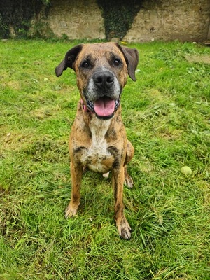 Opium imposanter Boxer Mix Rüde sucht ein Zuhause, Boxer Mix - Rüde