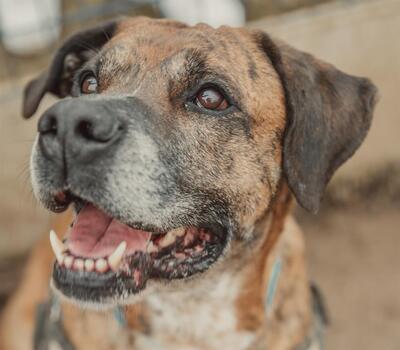 Opium imposanter Boxer Mix Rüde sucht ein Zuhause, Boxer Mix - Rüde