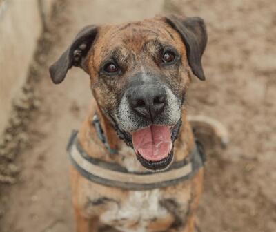 Opium imposanter Boxer Mix Rüde sucht ein Zuhause, Boxer Mix - Rüde