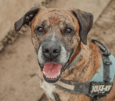 Opium imposanter Boxer Mix Rüde sucht ein Zuhause, Boxer Mix - Rüde