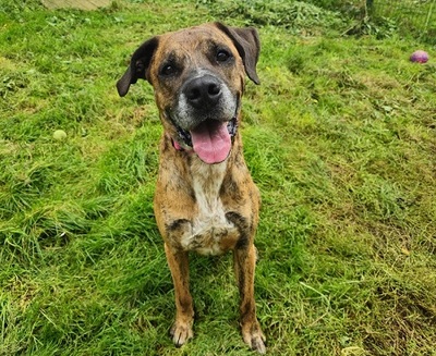 Opium imposanter Boxer Mix Rüde sucht ein Zuhause, Boxer - Rüde