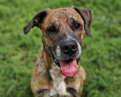 Opium imposanter Boxer Mix Rüde sucht ein Zuhause, Boxer - Rüde