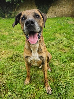 Opium imposanter Boxer Mix Rüde sucht ein Zuhause, Boxer - Rüde