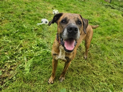 Opium imposanter Boxer Mix Rüde sucht ein Zuhause, Boxer - Rüde