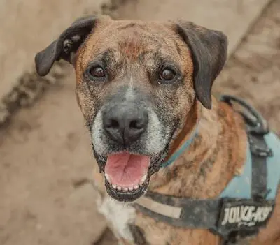 Opium imposanter Boxer Mix Rüde sucht ein Zuhause, Boxer - Rüde