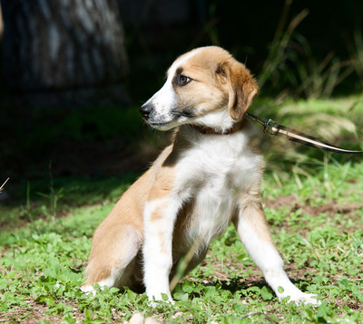 Orange - Süßes Hundemädchen, ca. 4 Monate, Mischling Welpen - Hündin