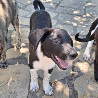 Orea - neugierig, aktiv und spielt sehr gerne / Reserviert