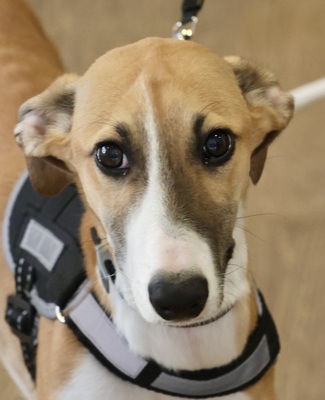 Oreo, Galgo Espanol Welpen - Rüde