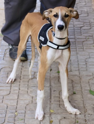 Oreo, Galgo Espanol Welpen - Rüde