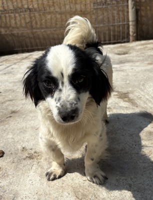 Oreo, Mix - Rüde
