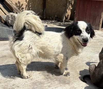 Oreo, Mix - Rüde