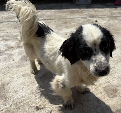Oreo, Mix - Rüde