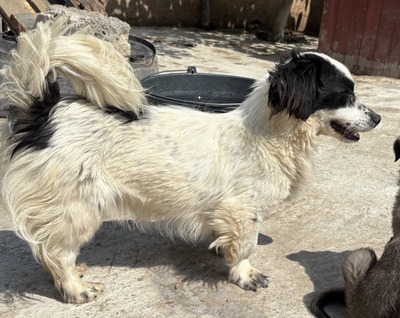 Oreo, Mix - Rüde
