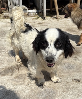 Oreo, Mix - Rüde