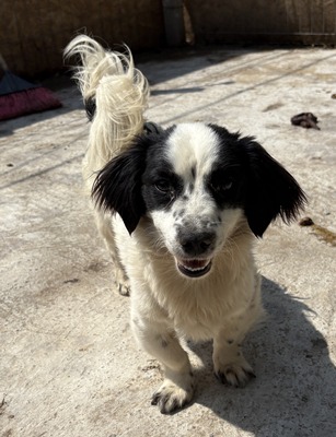 Oreo, Mix - Rüde
