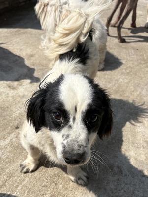 Oreo, Mix - Rüde
