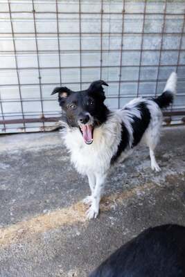 🐾 Oreo – süß, rundum liebenswert und garantiert ohne Kalorien! 🍪