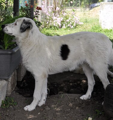 Orestes - ruhig, souverän und absolut freundlich, griech. Hirtenhund-Mischling - Rüde