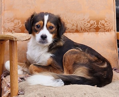 Orlanda, Mix - Hündin