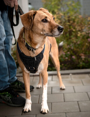 Osano, Mischling - Rüde