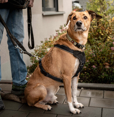 Osano, Mischling - Rüde