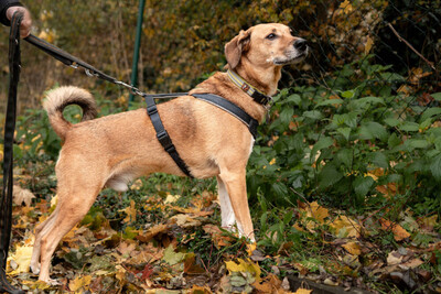 Osano, Mischling - Rüde