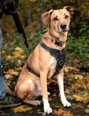 Osano, Mischling - Rüde