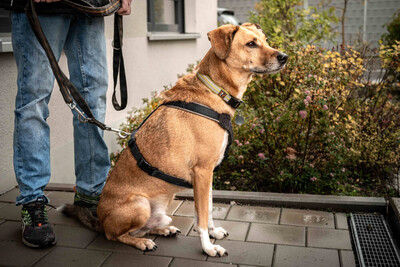 Osano, Mischling - Rüde