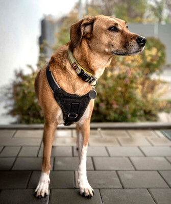 Osano, Mischling - Rüde