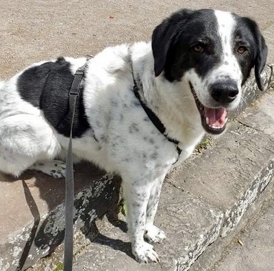 Oscar, Herdenschutz - Mix - Rüde