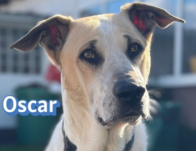 Oscar