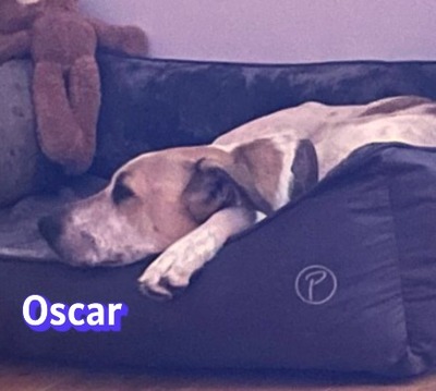 Oscar, Herdi-Mix - Rüde