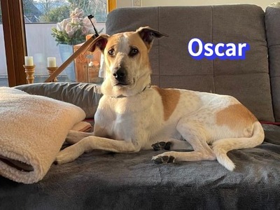 Oscar, Herdi-Mix - Rüde