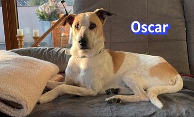 Oscar, Herdi-Mix - Rüde