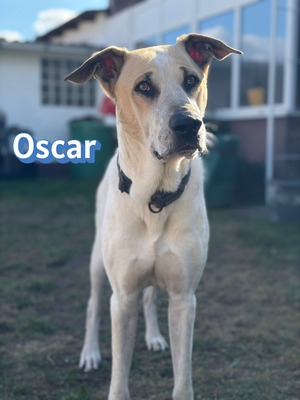 Oscar, Herdi-Mix - Rüde